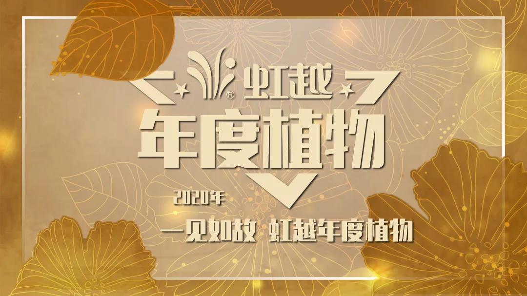 你好哇，2020杏鑫娱乐年度植物！