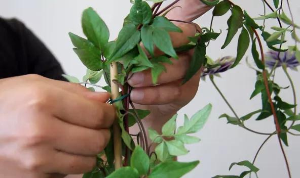 植物黄金生长季，怎样给小铁凹个美美的造型？且听潘师傅为你解说