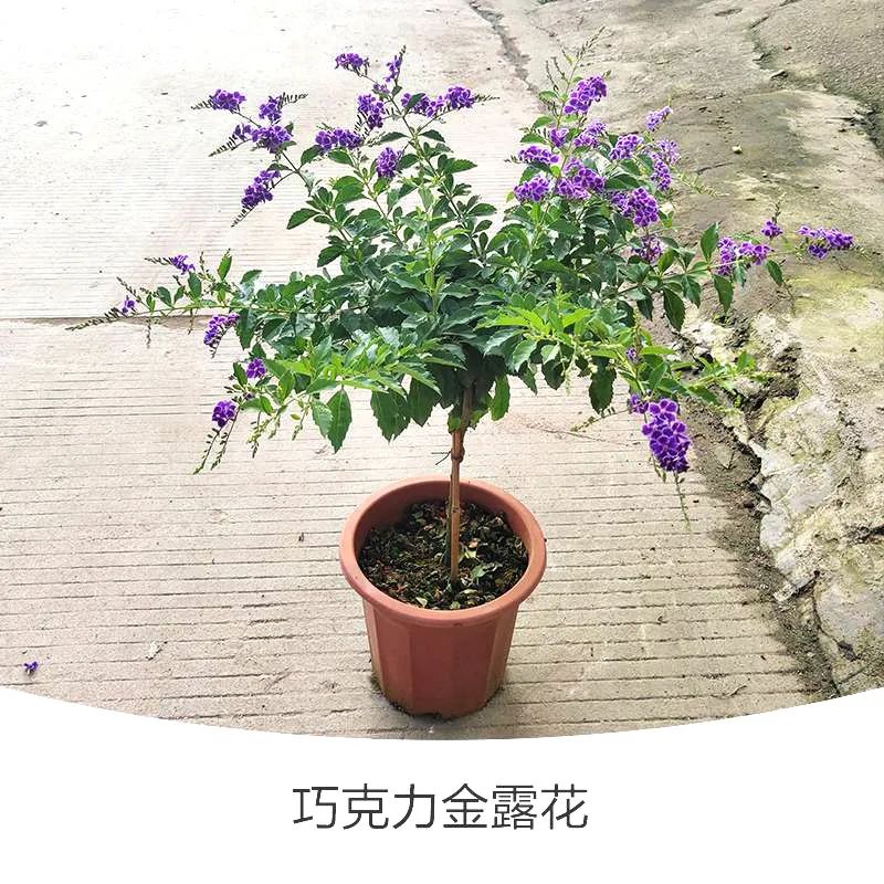 金露花 | 人世巧克力，着花时隔邻小孩要馋哭