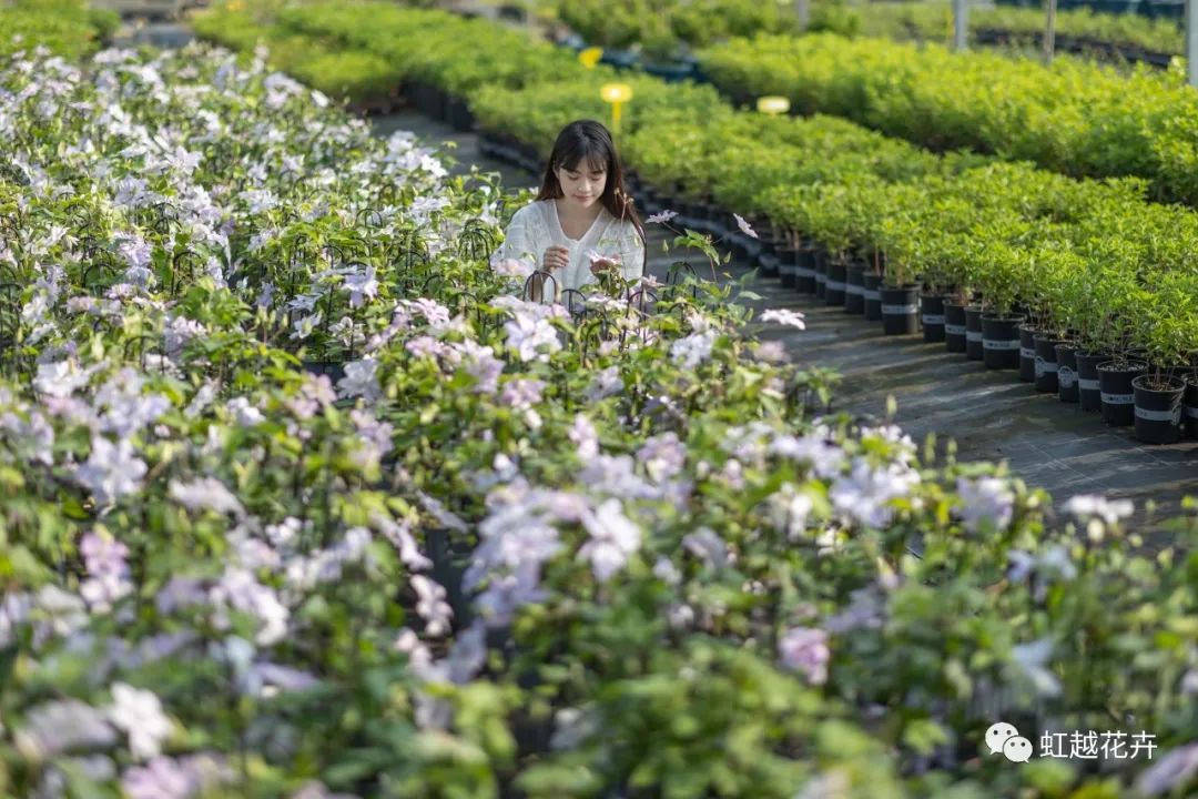 植物品种错版的两面价值 | 杏鑫娱乐视角